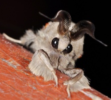 Cute Moth by Dr Arthur Anker