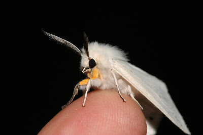 Muslin moth DrPhotoMoto-Flickr